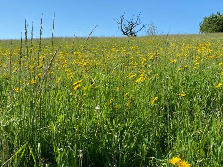 Blumenwiese und frische Gras in unberührter Natur für gesunde Atmung