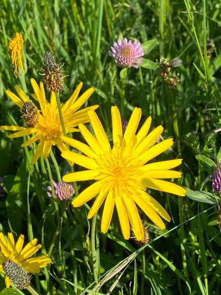 Freude im Leben - Blumenlandschaft mit vorwiegend gelben Blumen.