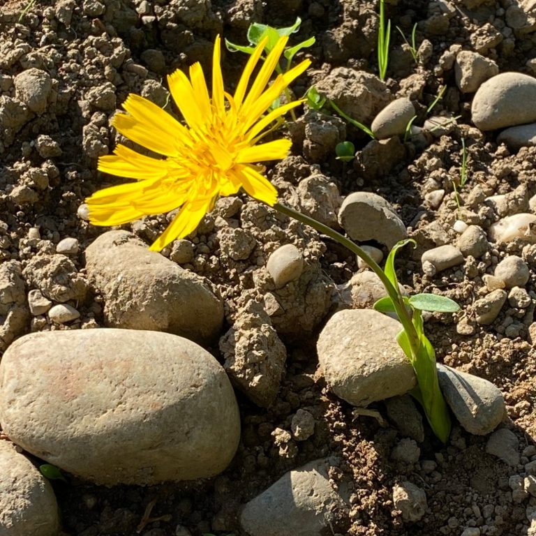 Saftige gelbe Blume auf ausgetrockneter Landschaft - Symbol für Kraft und Stärke