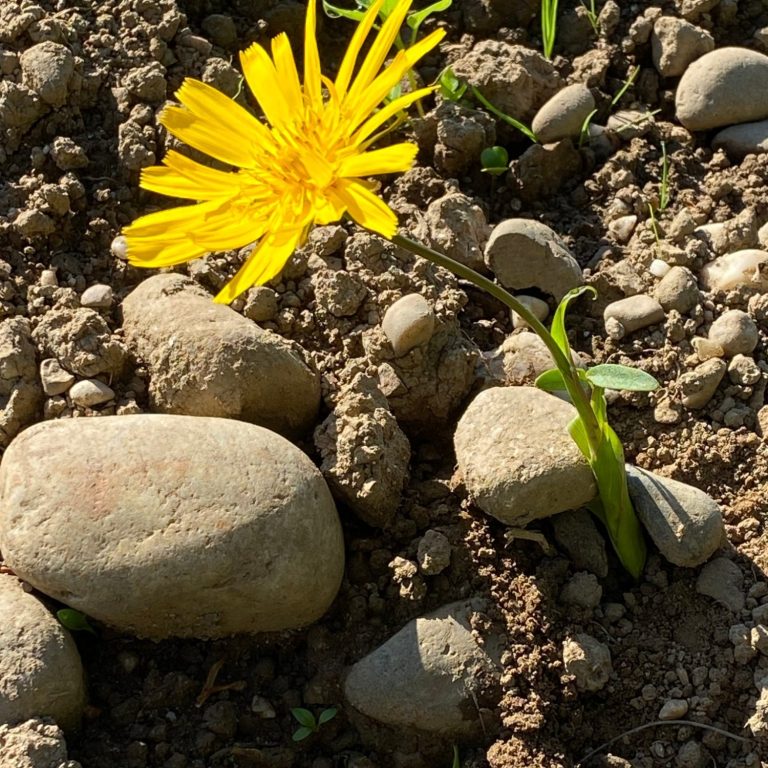 Gelbe saftige Blume auf ausgetrockneter Landschaft.