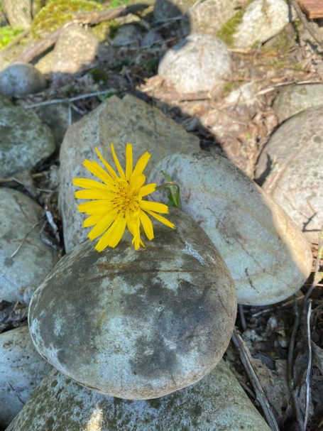 Stark sein - Gelbe Blume scheint durch Steine hindurchzuwachsen.