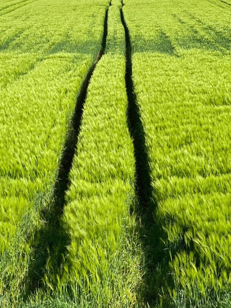 Ihr Weg - Eine saftig grüne Feldlandschaft durch die zwei Spuren eines Landwirtschaftlichen Fahrzeugs führen.